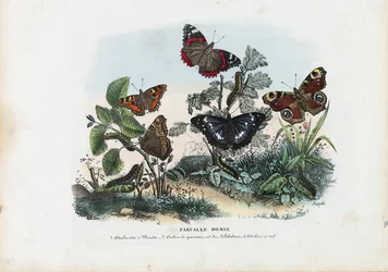 Butterflies